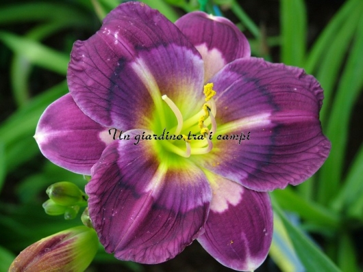 ELFIN ILLUSION ELFIN ILLUSION