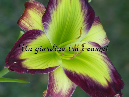 EMERALD STARBURST EMERALD STARBURST