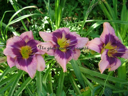 EMPEROR'S DRAGON EMPEROR'S DRAGON