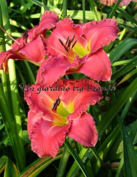 ENCHANTING ESMERALDA 