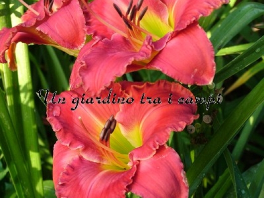 ENCHANTING ESMERALDA 