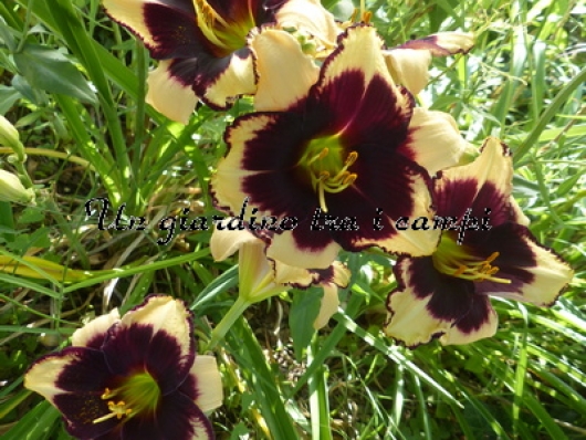 EYES WIDE SHUT EYES WIDE SHUT