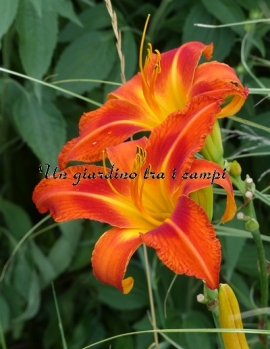 FIREBIRD SUITE