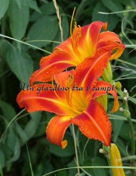 FIREBIRD SUITE