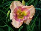 FLASH OF BRILLIANCE