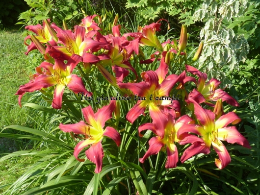 FLEUR-DE-MINGO FLEUR-DE-MINGO