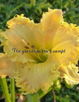 FORESTLAKE BRIAR PATCH