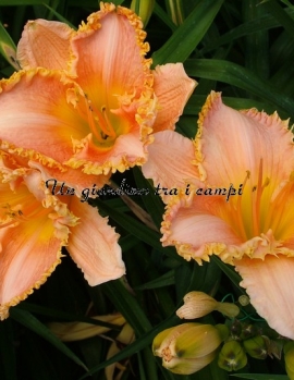 FORESTLAKE RAGAMUFFIN