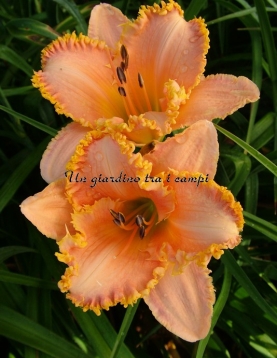 FORESTLAKE RAGAMUFFIN