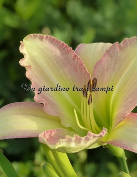 FORSYTH FLAMING SNOW