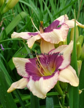 FORSYTH ONE DOZEN BUTTERFLIES