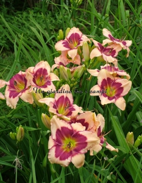 FORSYTH ONE DOZEN BUTTERFLIES