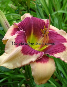 FORSYTH ONE DOZEN BUTTERFLIES