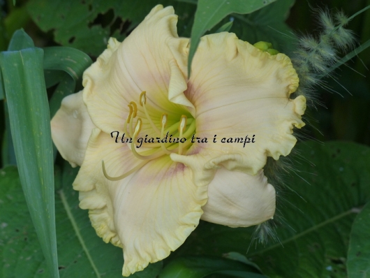 FORSYTH PRIMA DONNA FORSYTH PRIMA DONNA