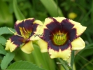 FRANK'S BLACK-EYED SUSAN 