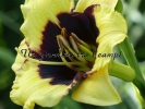 FRANK'S BLACK-EYED SUSAN 