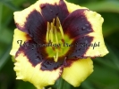 FRANK'S BLACK-EYED SUSAN 