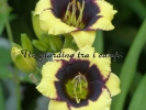 FRANK'S BLACK-EYED SUSAN 