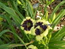 FRANK'S BLACK-EYED SUSAN 