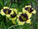 FRANK'S BLACK-EYED SUSAN 