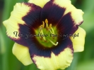 FRANK'S BLACK-EYED SUSAN 