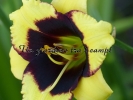 FRANK'S BLACK-EYED SUSAN 