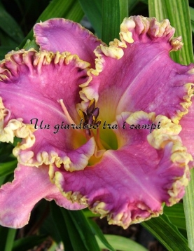 FRANK'S STAR OF BETHLEHEM