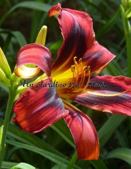 HEAVENLY TIGER TAILS