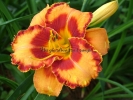 HOMEPLACE BULL'S EYE