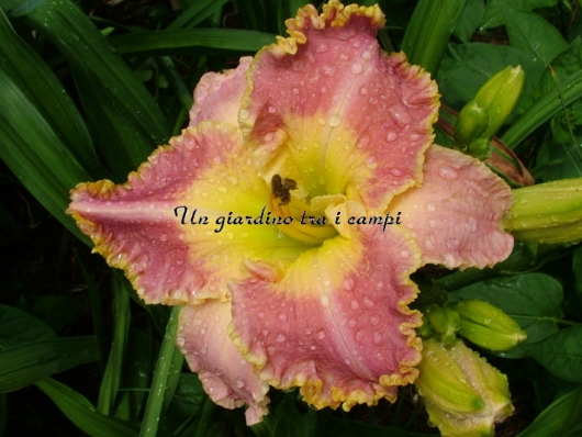 IDA'S MAGIC IDA'S MAGIC