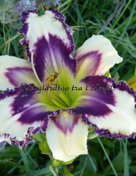 INSCRIBED ON MY HEART