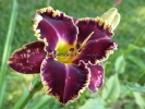 JANE MAHAN