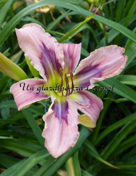 JANE'S PINK AND BLUE