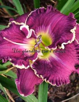 JEANNE DEAVER'S DREAM