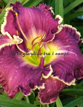 JEANNE DEAVER'S DREAM