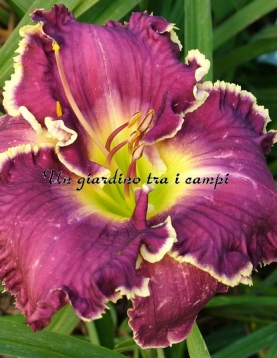 JEANNE DEAVER'S DREAM 