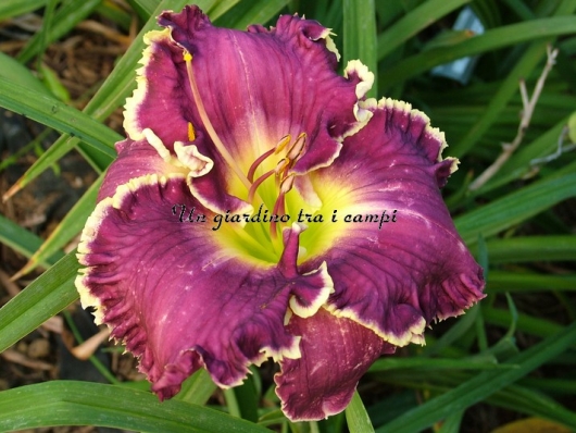 JEANNE DEAVER'S DREAM JEANNE DEAVER'S DREAM