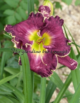 JEANNE DEAVER'S DREAM