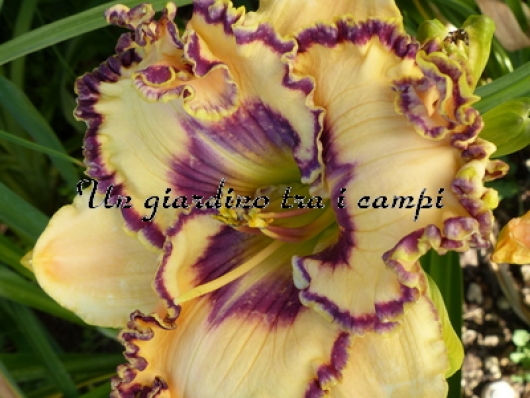 JOURNEY OF MAGIC JOURNEY OF MAGIC