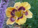 KALEIDOSCOPE DREAMSICLE KALEIDOSCOPE DREAMSICLE