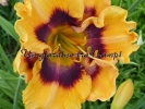 KALEIDOSCOPE DREAMSICLE KALEIDOSCOPE DREAMSICLE