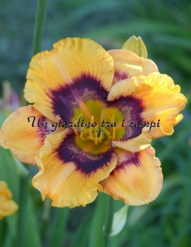 KALEIDOSCOPE DREAMSICLE