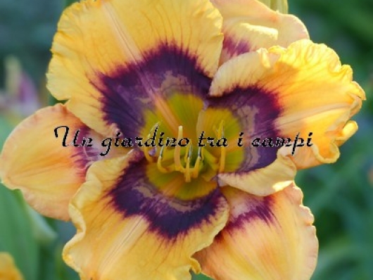 KALEIDOSCOPE DREAMSICLE KALEIDOSCOPE DREAMSICLE