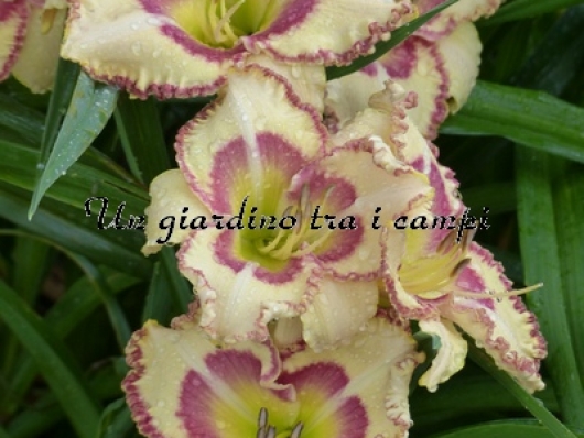 LADY BETTY FRETZ LADY BETTY FRETZ