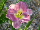 LAVENDER HEARTTHROB