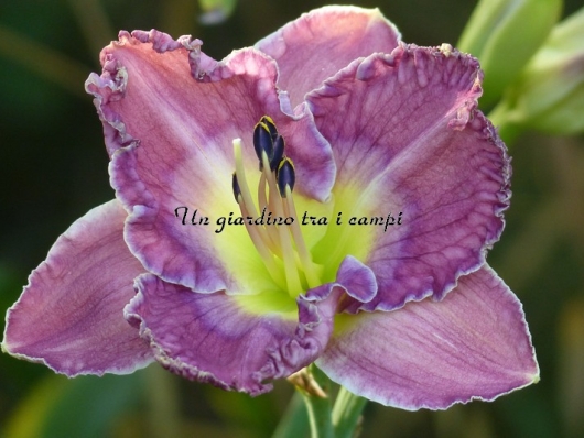 LAVENDER HEARTTHROB