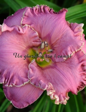 LEDGEWOOD’S ORIENTAL SILK