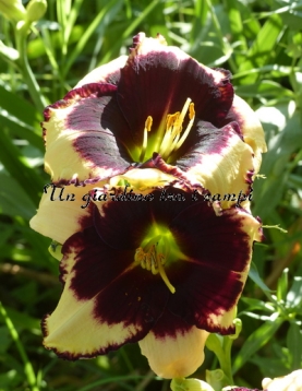 LEDGEWOOD'S GABRIELLE