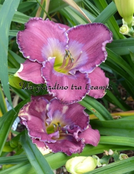 LEDGEWOOD'S BELGIUM BLUES