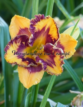 LEDGEWOOD'S CAJUN CARNIVAL